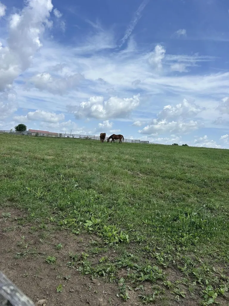 Lot #8 Lucy Cynthiana KY 41031
