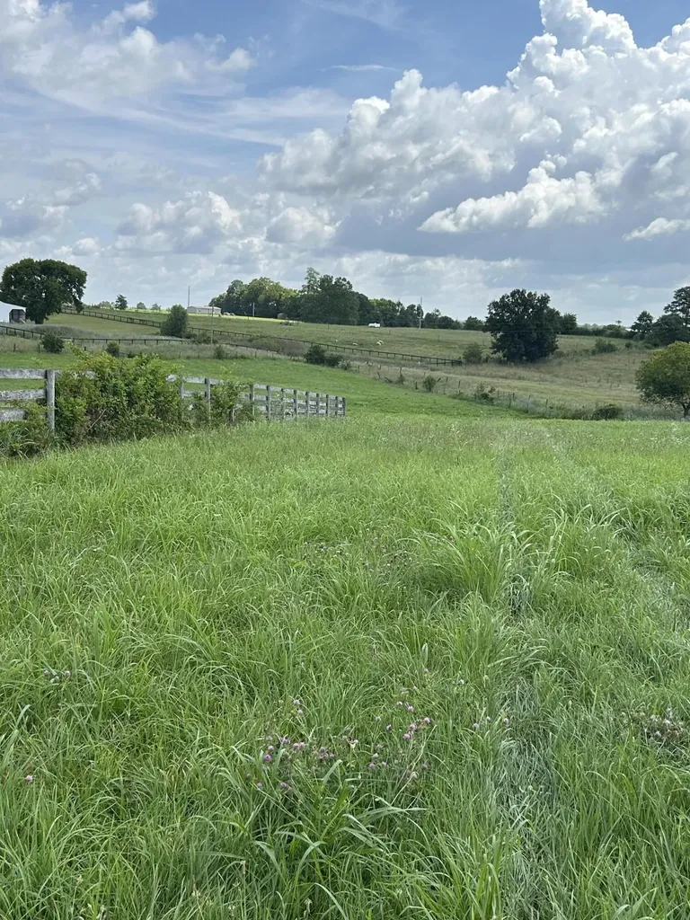 Lot #8 Lucy Cynthiana KY 41031