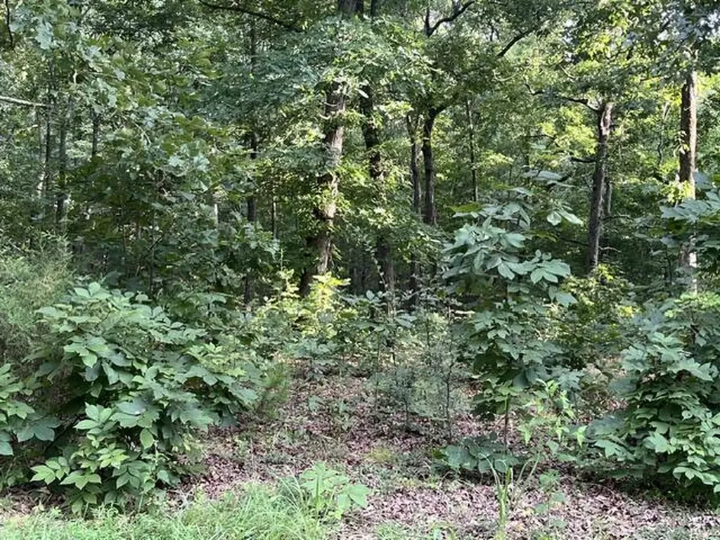 Lot 99 Woodduck Lane Murray KY 42071