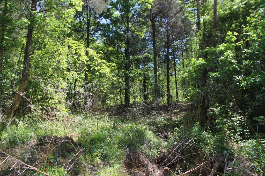 0 Emanuel - Tract B Lane Benton KY 42025