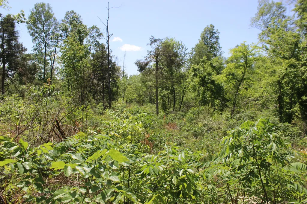 0 Emanuel - Tract B Lane Benton KY 42025