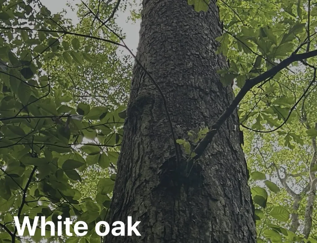 525 Rock Elm Lane Vanceburg KY 41179