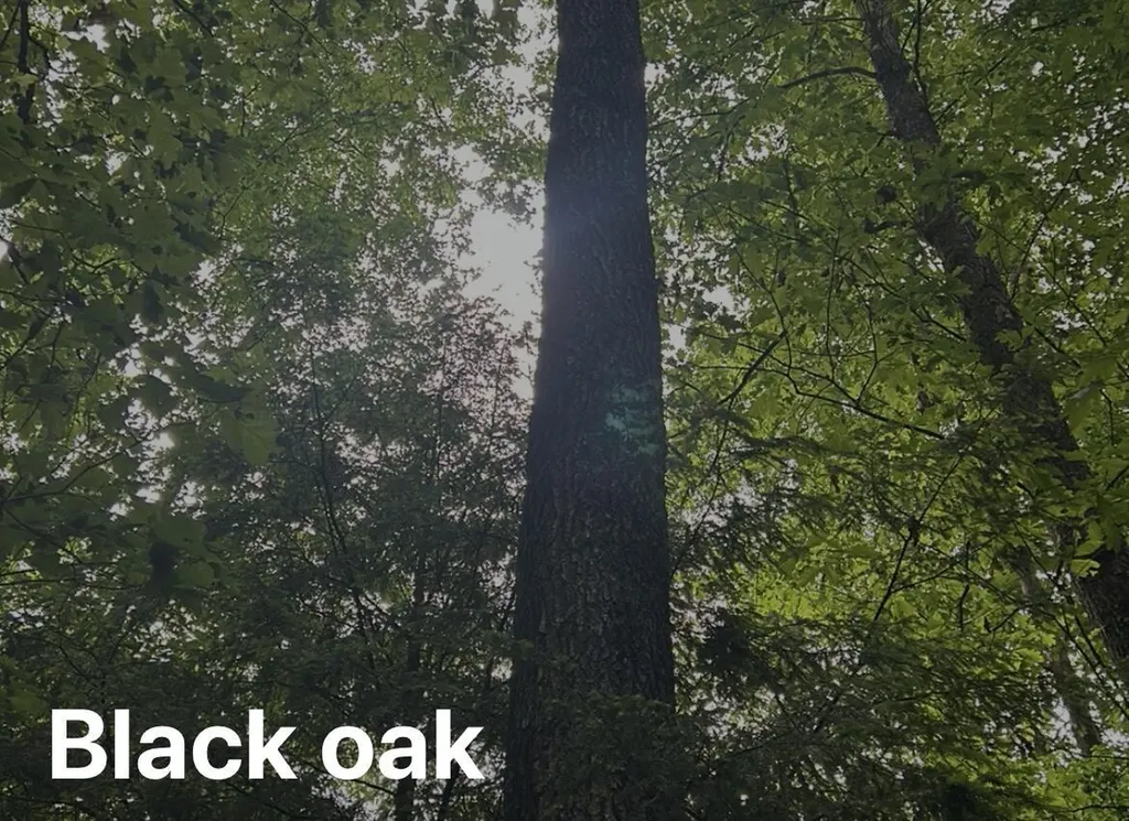 525 Rock Elm Lane Vanceburg KY 41179