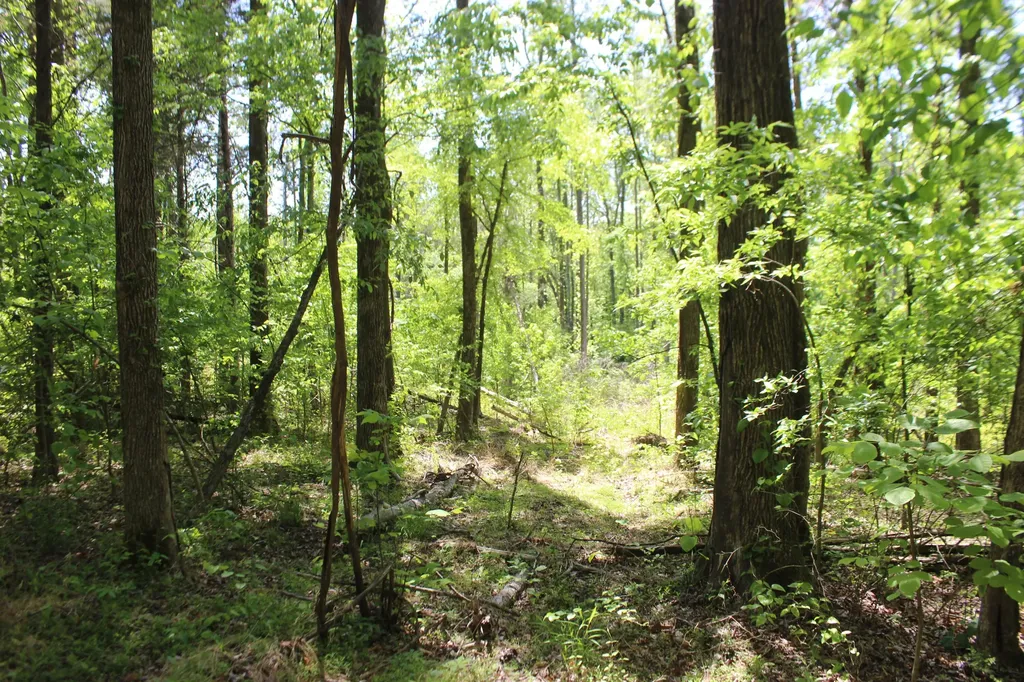 0 T S Chester - Tract A Road Benton KY 42025