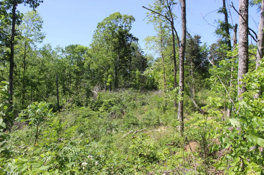 0 T S Chester - Tract A Road Benton KY 42025