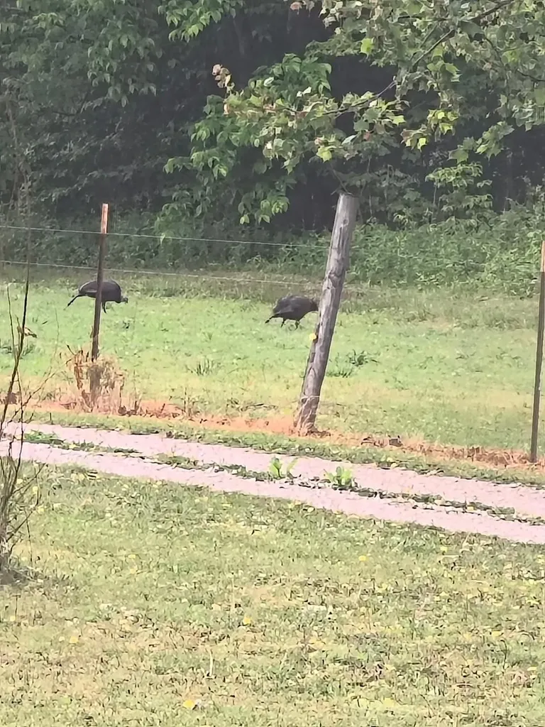 444 May Hollow Road Tollesboro KY 41189