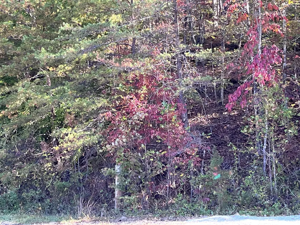 492 Lowder Fork South Shore KY 41175