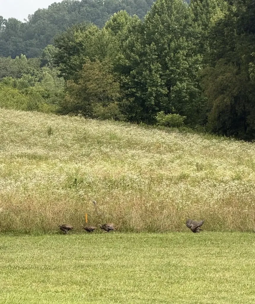 1022 Tom Cat Trail London KY 40741