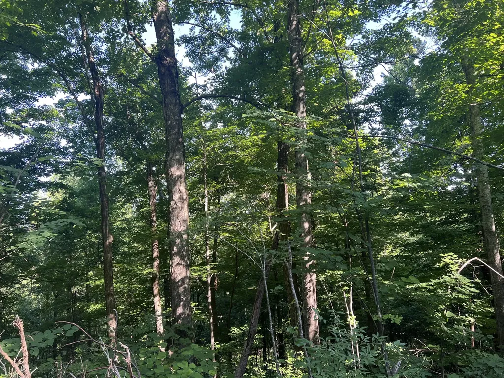 9999 Highway 2004 Mckee KY 40447