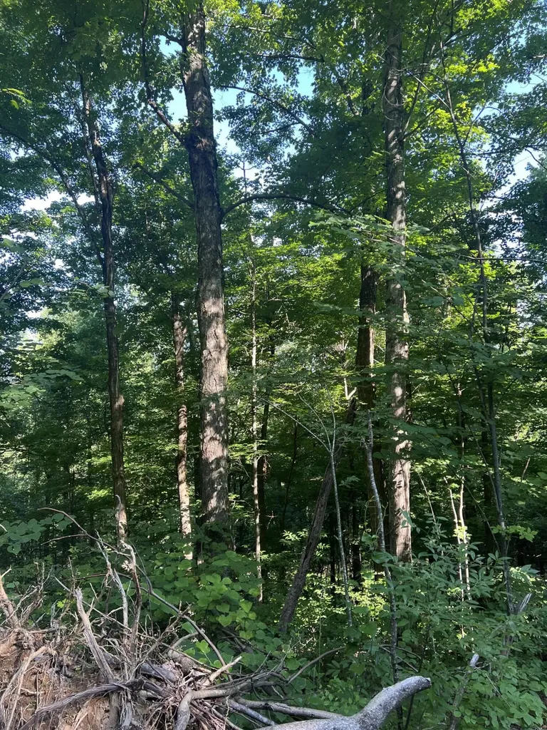 9999 Highway 2004 Mckee KY 40447