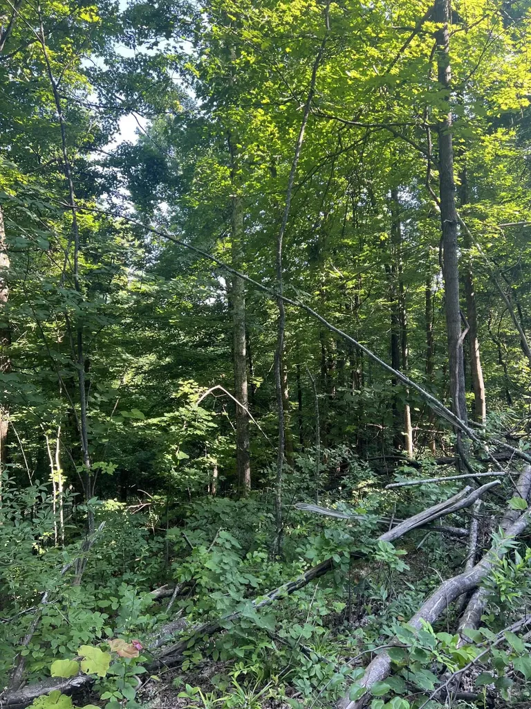 9999 Highway 2004 Mckee KY 40447