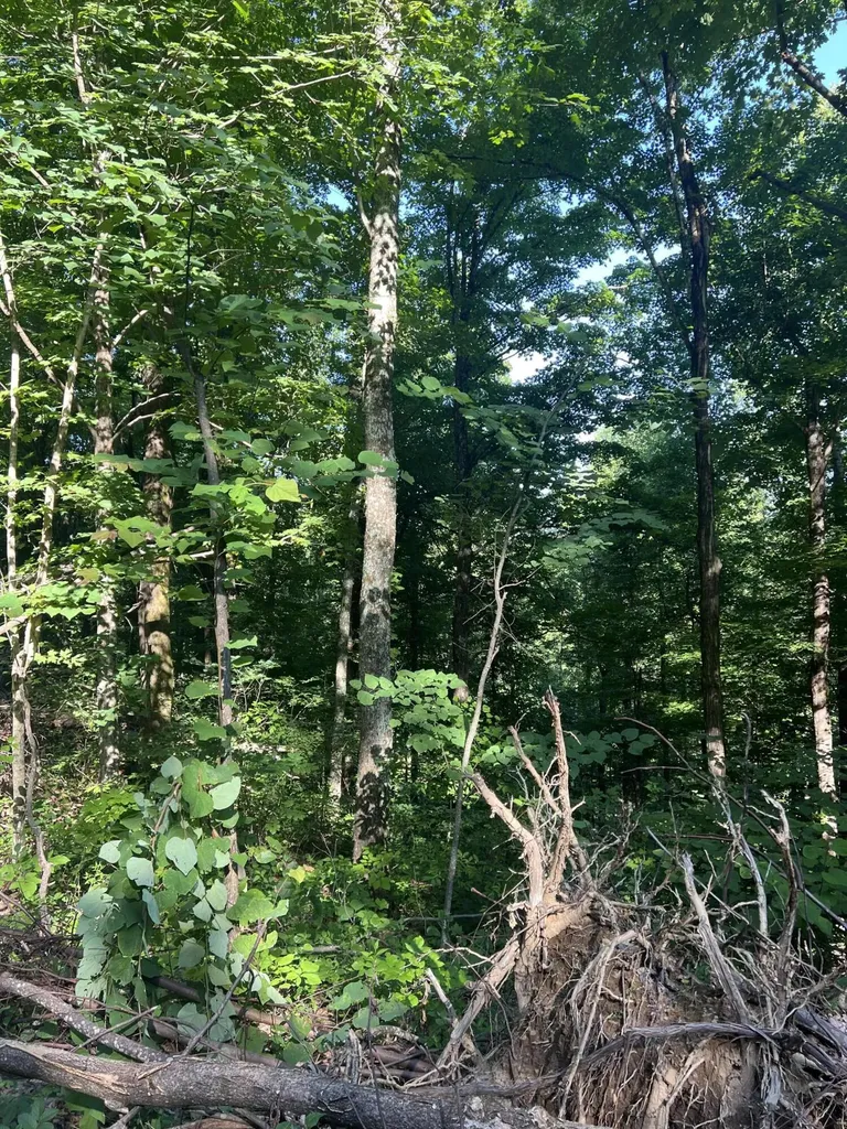 9999 Highway 2004 Mckee KY 40447