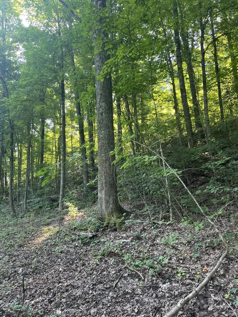 9999 Highway 2004 Mckee KY 40447