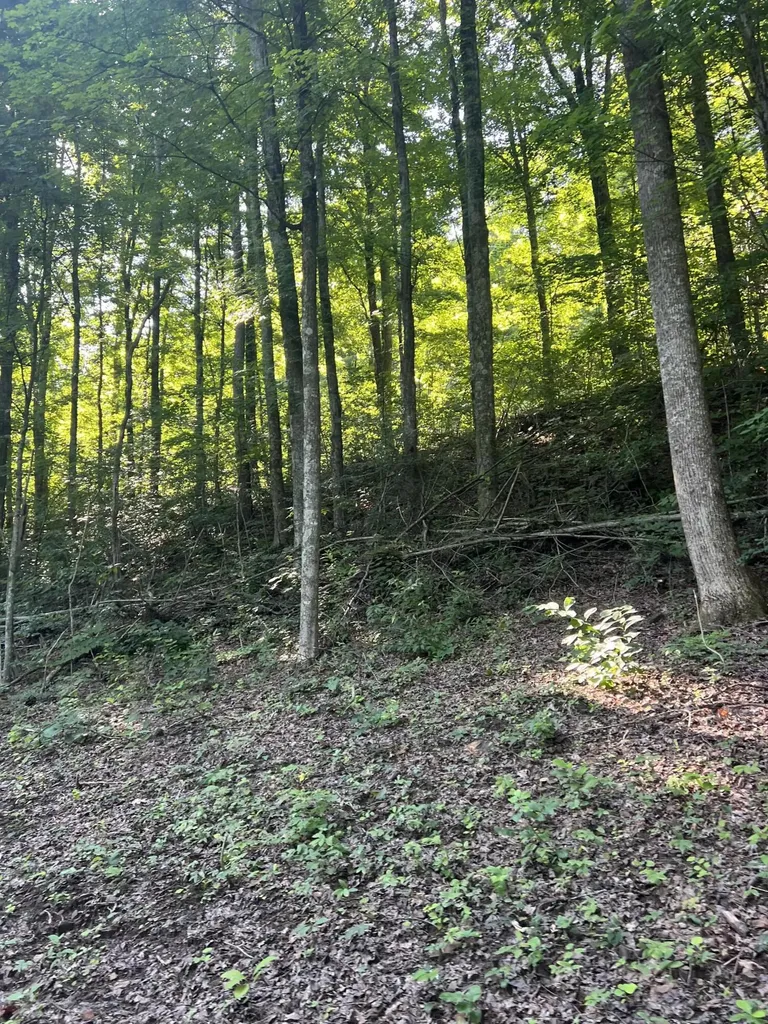9999 Highway 2004 Mckee KY 40447