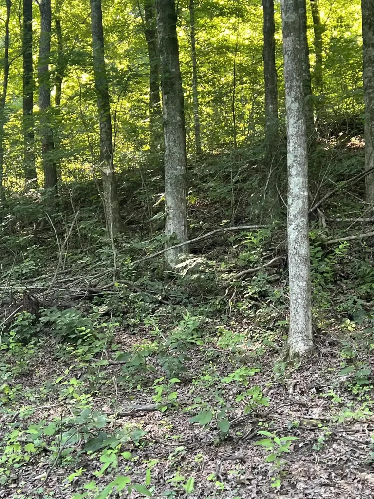 9999 Highway 2004 Mckee KY 40447