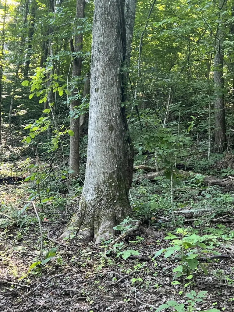 9999 Highway 2004 Mckee KY 40447