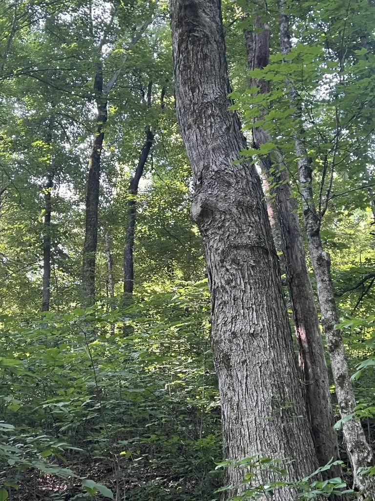 9999 Highway 2004 Mckee KY 40447