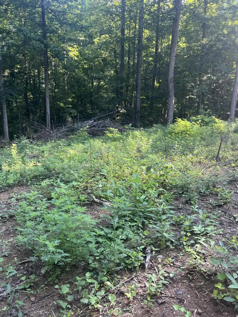 9999 Highway 2004 Mckee KY 40447