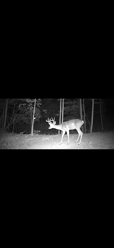 1846 Cream Ridge Road Junction City KY 40440