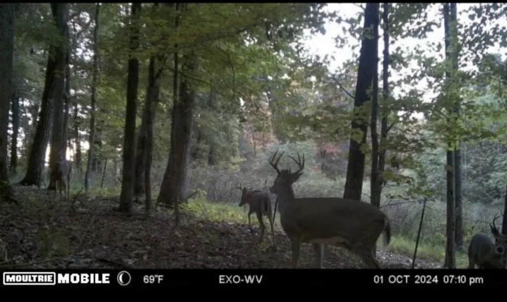 0 Shepperd Lane Monticello KY 42633