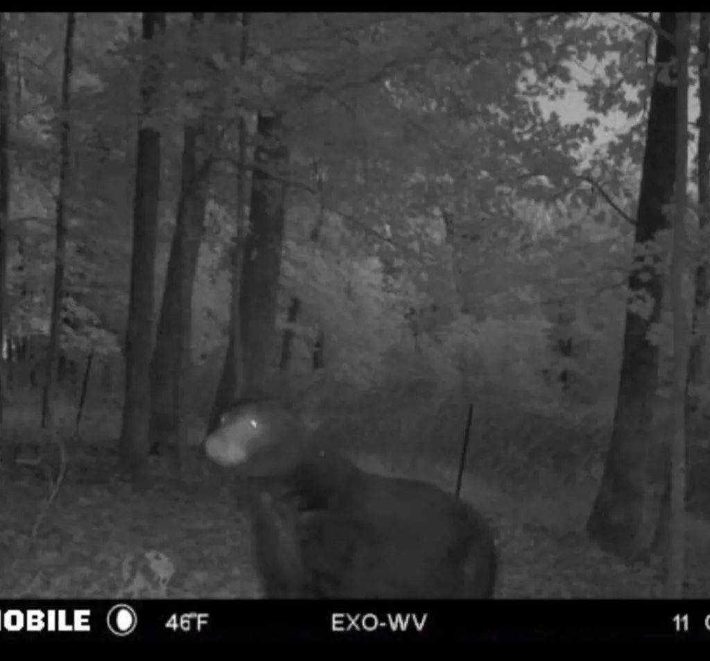 0 Shepperd Lane Monticello KY 42633