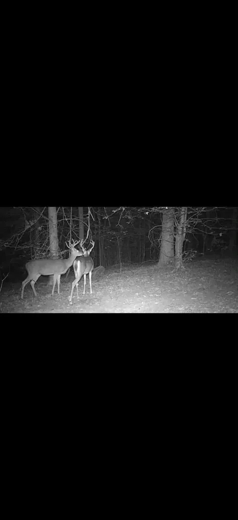1846 Cream Ridge Road Junction City KY 40440