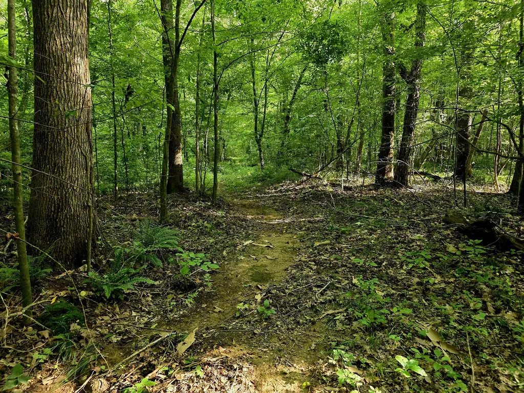 521 Cedar Knob Road Benton KY 42025