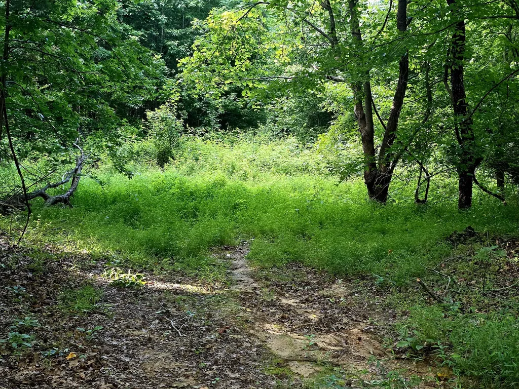 521 Cedar Knob Road Benton KY 42025