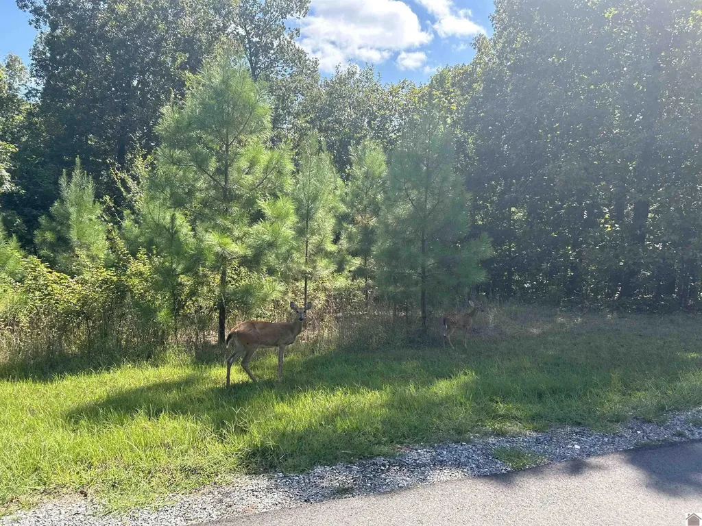 143 Trails End Lane Murray KY 42071
