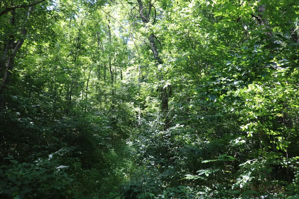 1-A Dog Walk Road Carlisle KY 40311