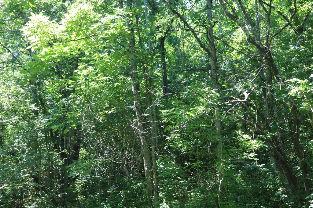 1-A Dog Walk Road Carlisle KY 40311