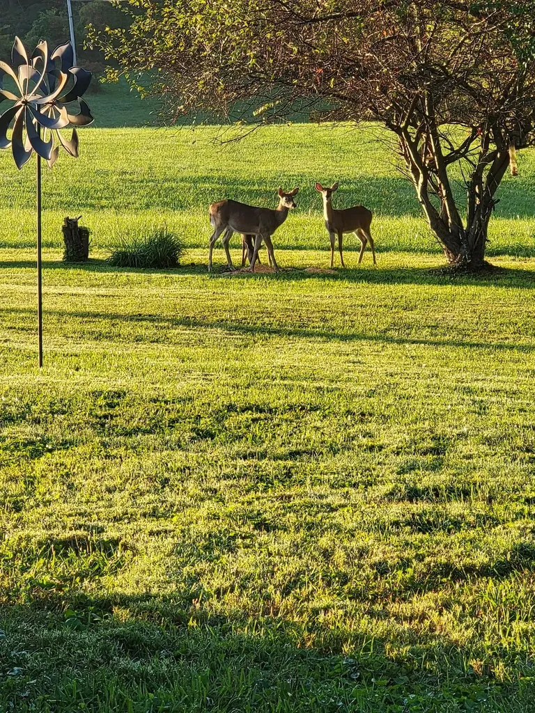 79 Hopkins Cemetery Road Lily KY 40740
