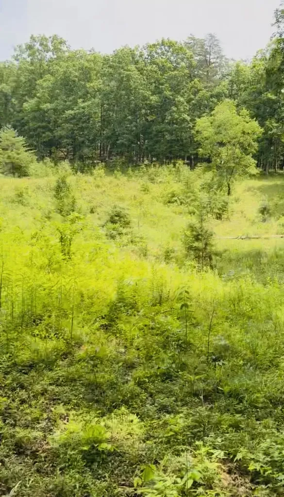 209 Clay Lick Road Jeffersonville KY 40337