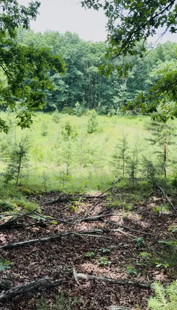 209 Clay Lick Road Jeffersonville KY 40337