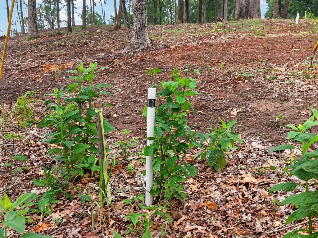 Lot 11 Elwood Road Eddyville KY 42038
