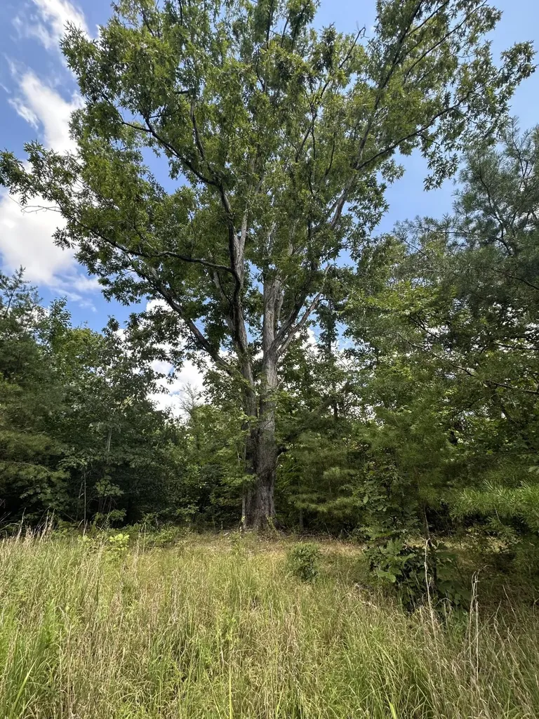 1013 Donahue Princeton KY 42445