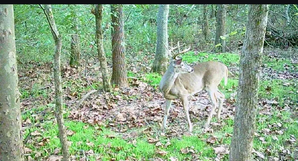 14-009.21 Fire Tower Road Cadiz KY 42211