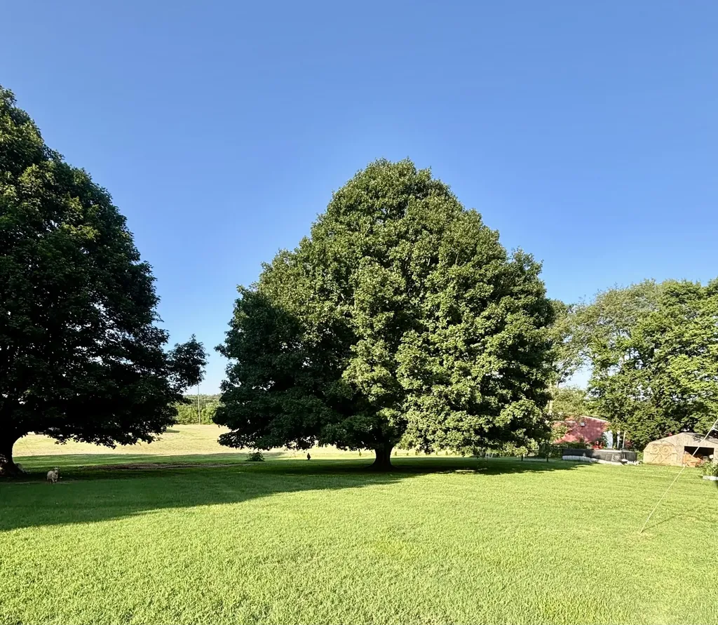 730 Shelby Road Salem KY 42078