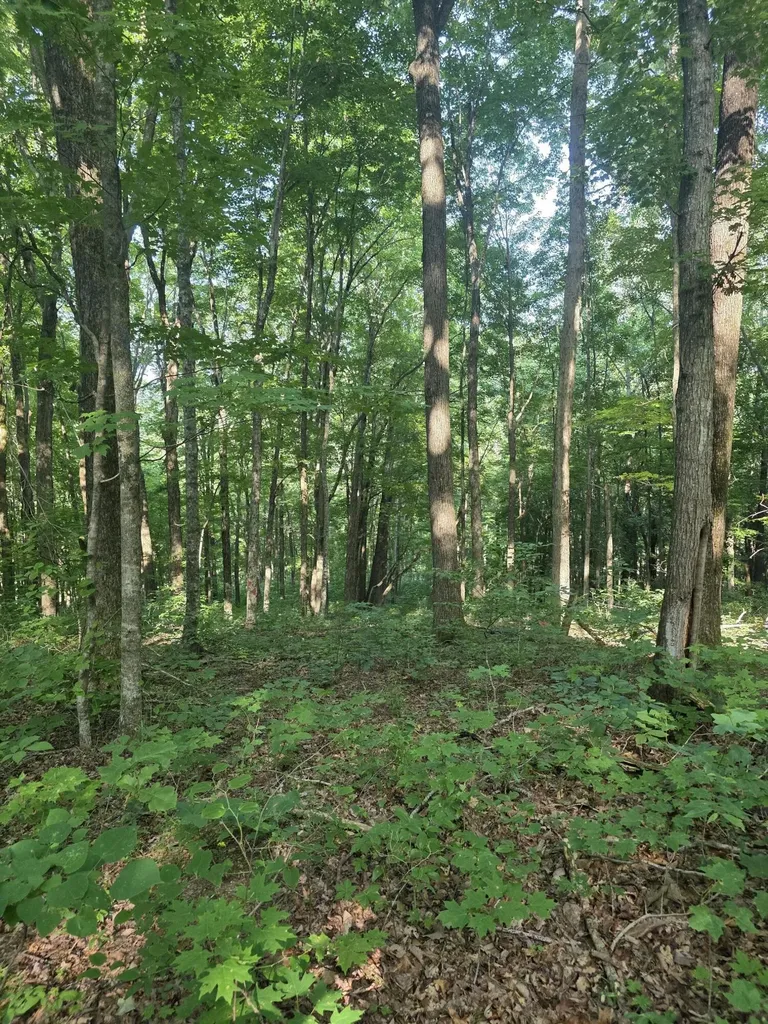 17141 Highway 200 Monticello KY 42633