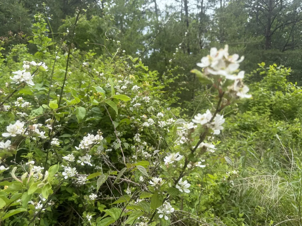 Lot 163 Ashland Camp Loop Beattyville KY 41311