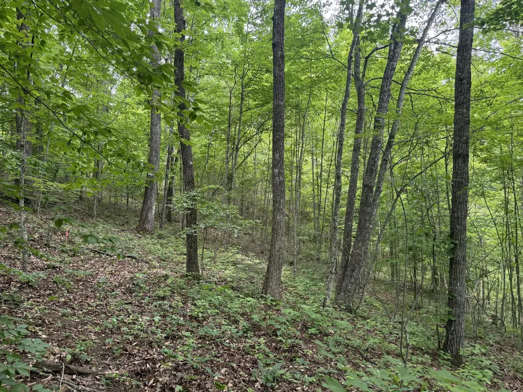 Lot 166 Ashland Camp Loop Beattyville KY 41311