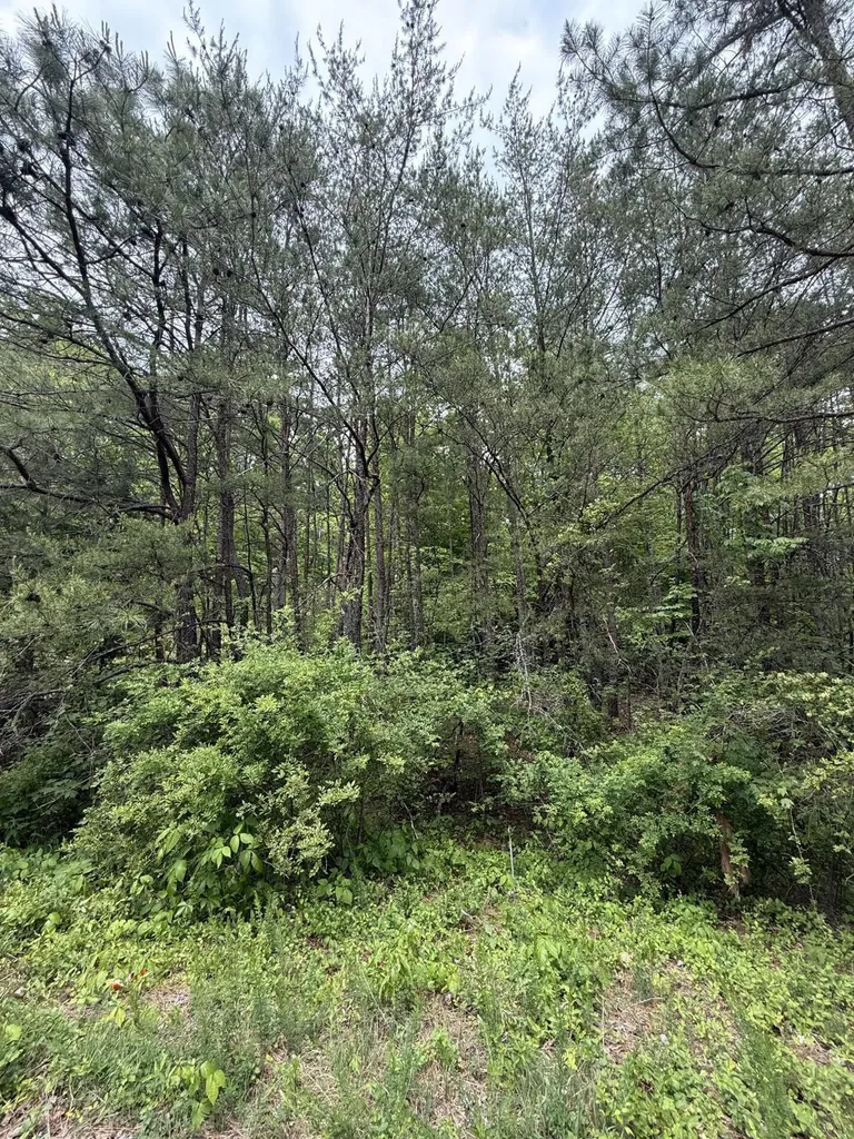 Lot 164 Ashland Camp Loop Beattyville KY 41311
