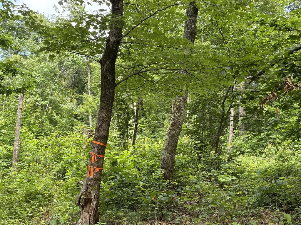 7466 Hawkins Branch Road Frenchburg KY 40322