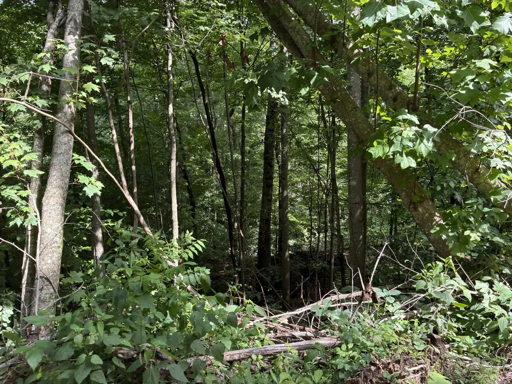 7466 Hawkins Branch Road Frenchburg KY 40322