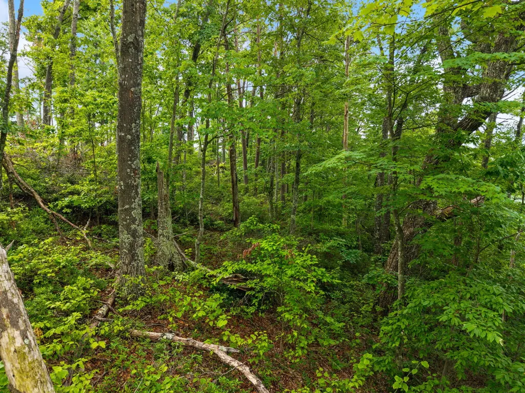 894 Heavenly Lane Frenchburg KY 40322
