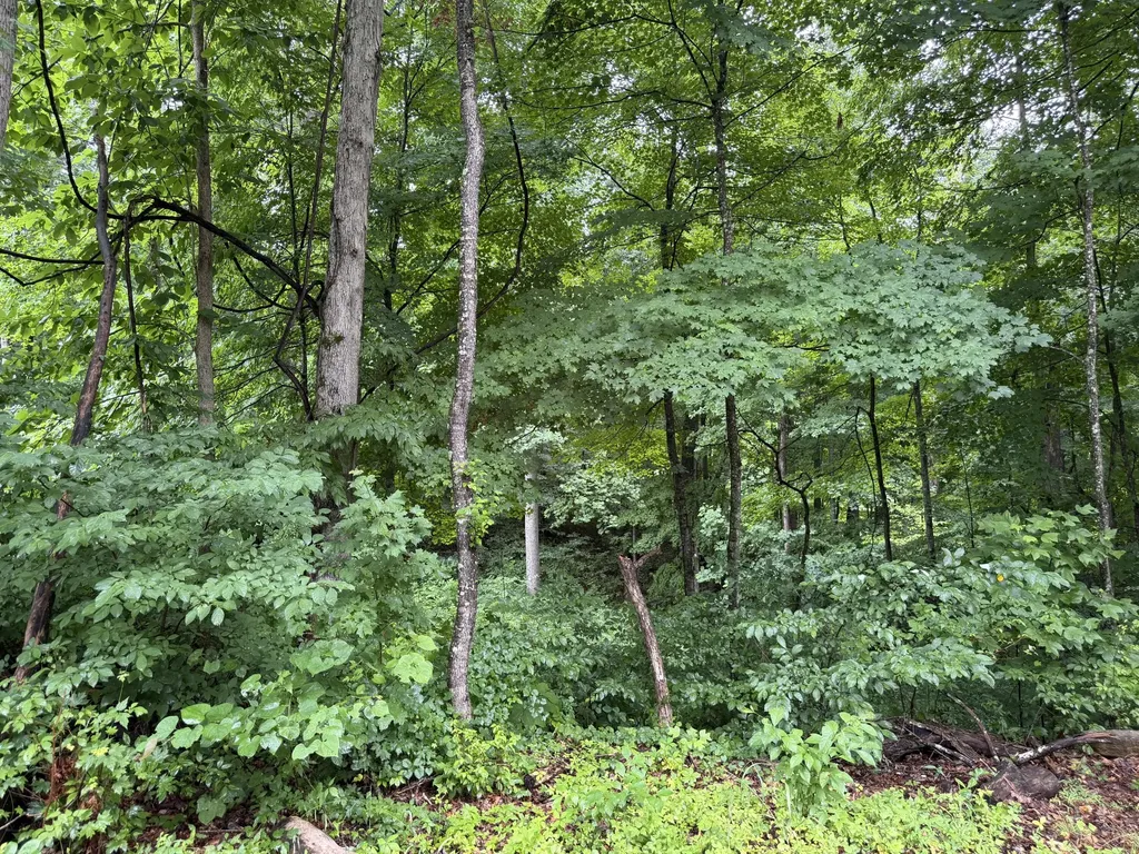 Lot 3 George Hardwick Drive Bronston KY 42518