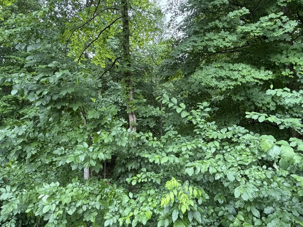 Lot 3 George Hardwick Drive Bronston KY 42518