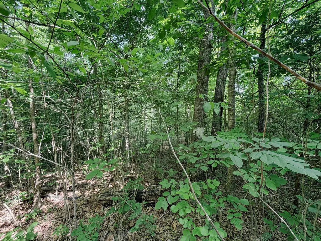 976 Bugs Branch Road Marion KY 42064