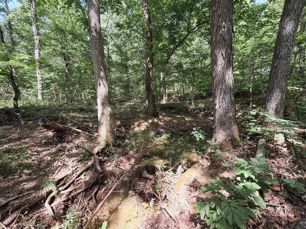 976 Bugs Branch Road Marion KY 42064