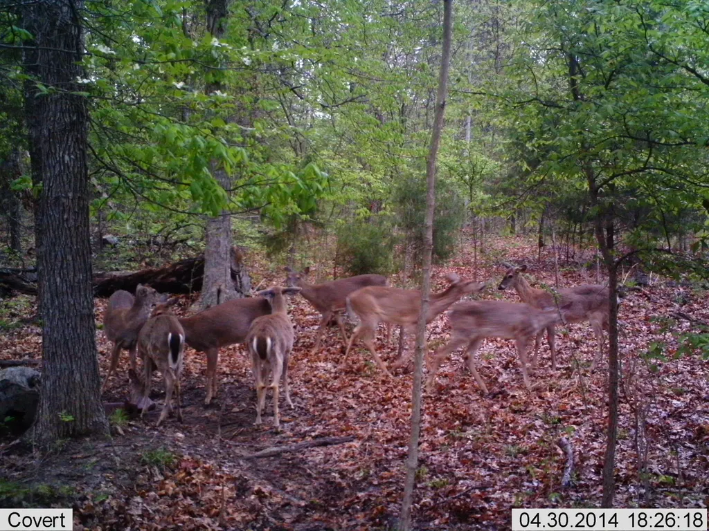 41.15 Acres State Highway 506 Marion KY 42064
